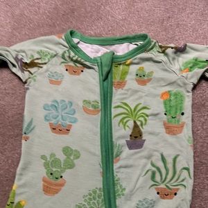 Little sleepies succulent